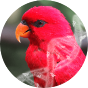 bird dna sexing with feathers