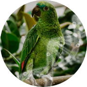 bird dna sexing with feathers