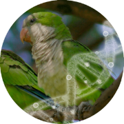 Avian polyomavirus apv