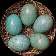blue egg gene test