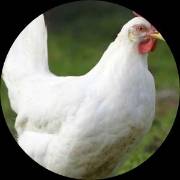 recessive white gene test