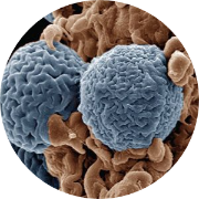 bird dna sexing with feathers