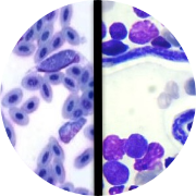 sexing plus 3 diseases