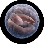 bird dna sexing with egg shells