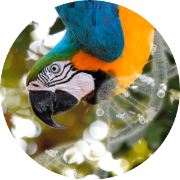 Sexing Plus 5 diseaseas