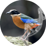 sexing plus 3 diseases