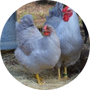 bird dna sexing with egg shells
