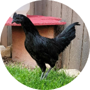 bird dna sexing with egg shells