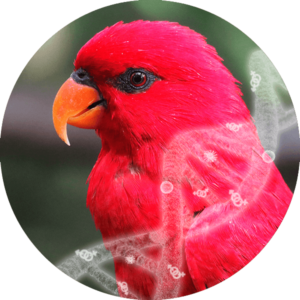 Sexing+ 5 tests (excludes PDD)