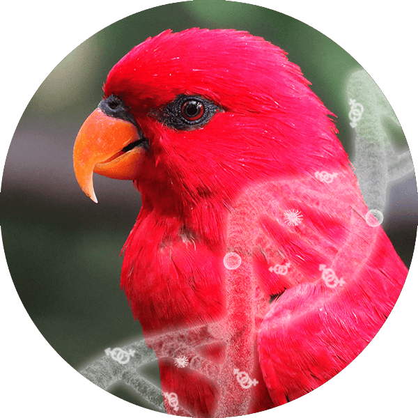 Sexing+ 5 tests (excludes PDD)