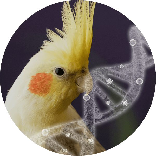 DNA Pack 7