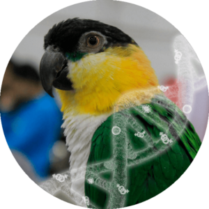 Sexing + Chlamydia + PBFD + APV + PDV