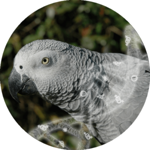 Sexing + PBFD + APV + Chlamydia