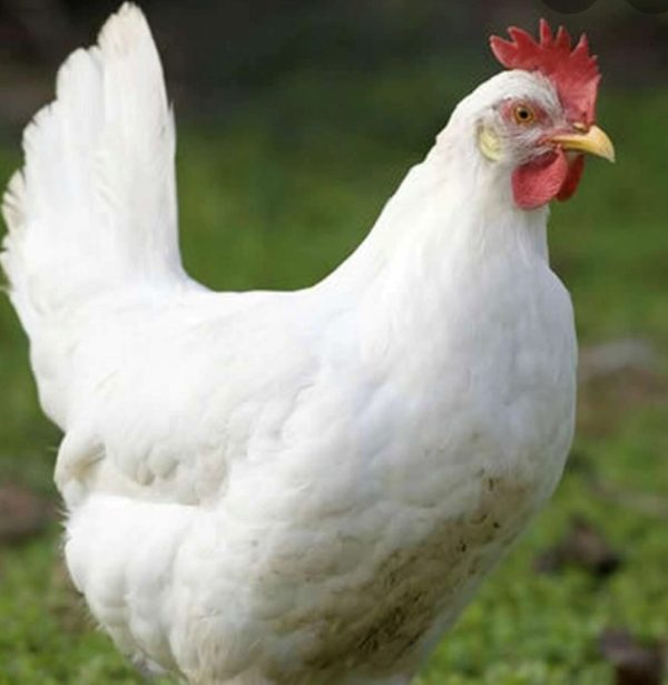 Recessive White Gene (c) in Chickens with blood sample