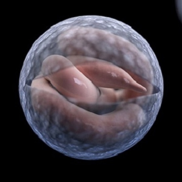DNA Pack 16