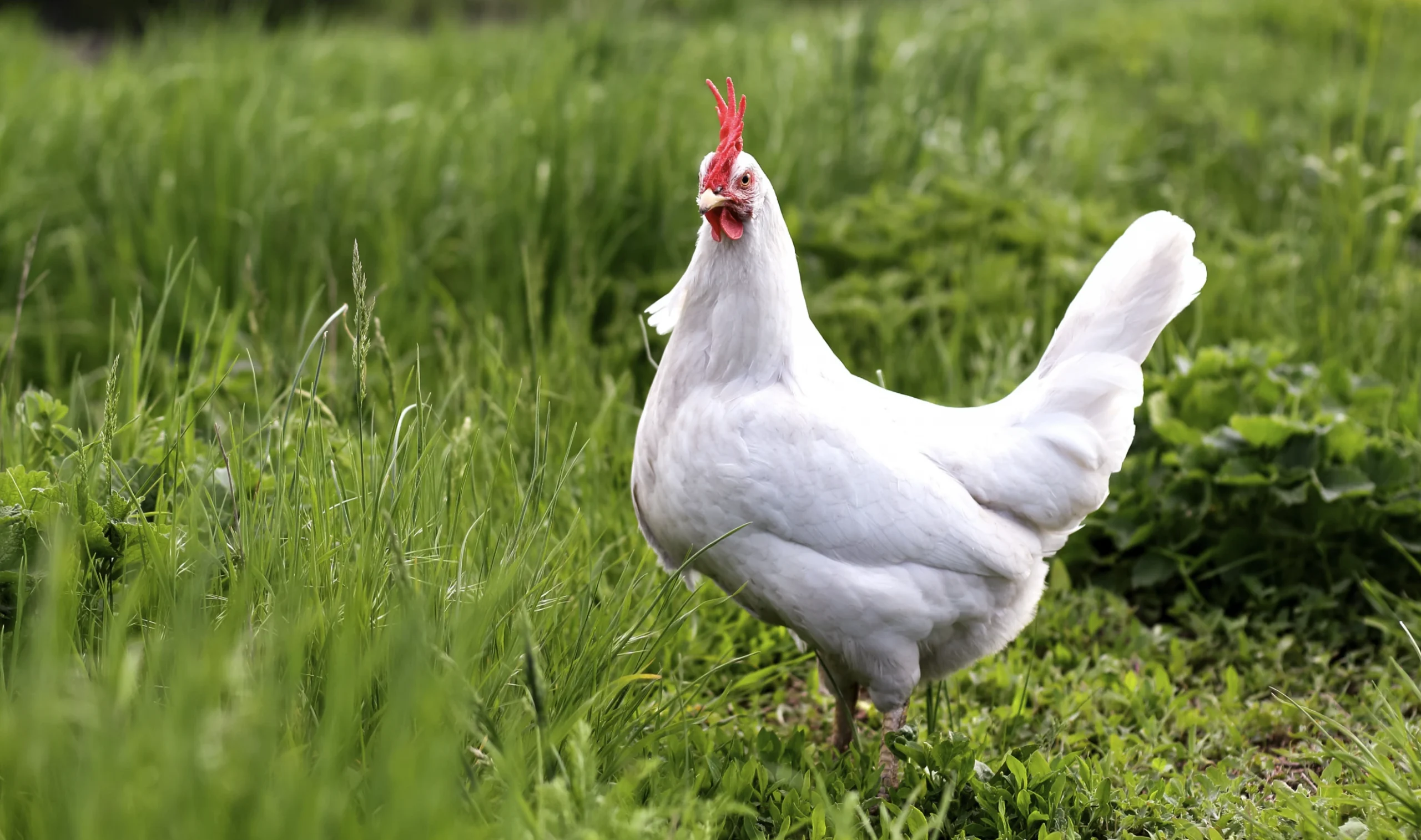 Poultry