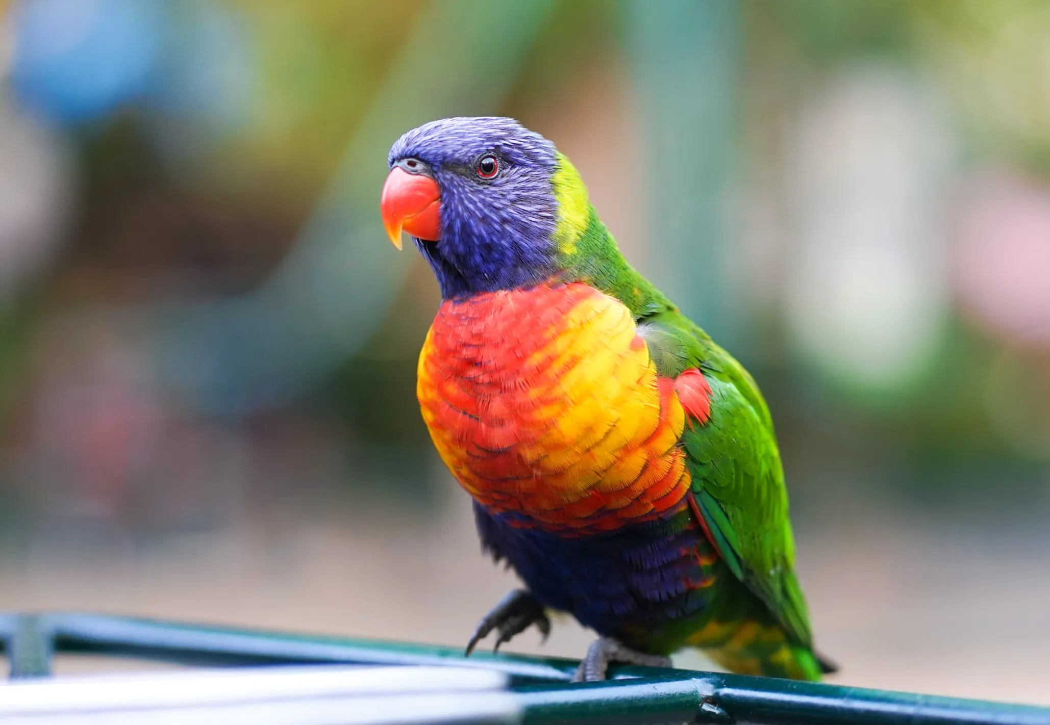 Exotic Birds