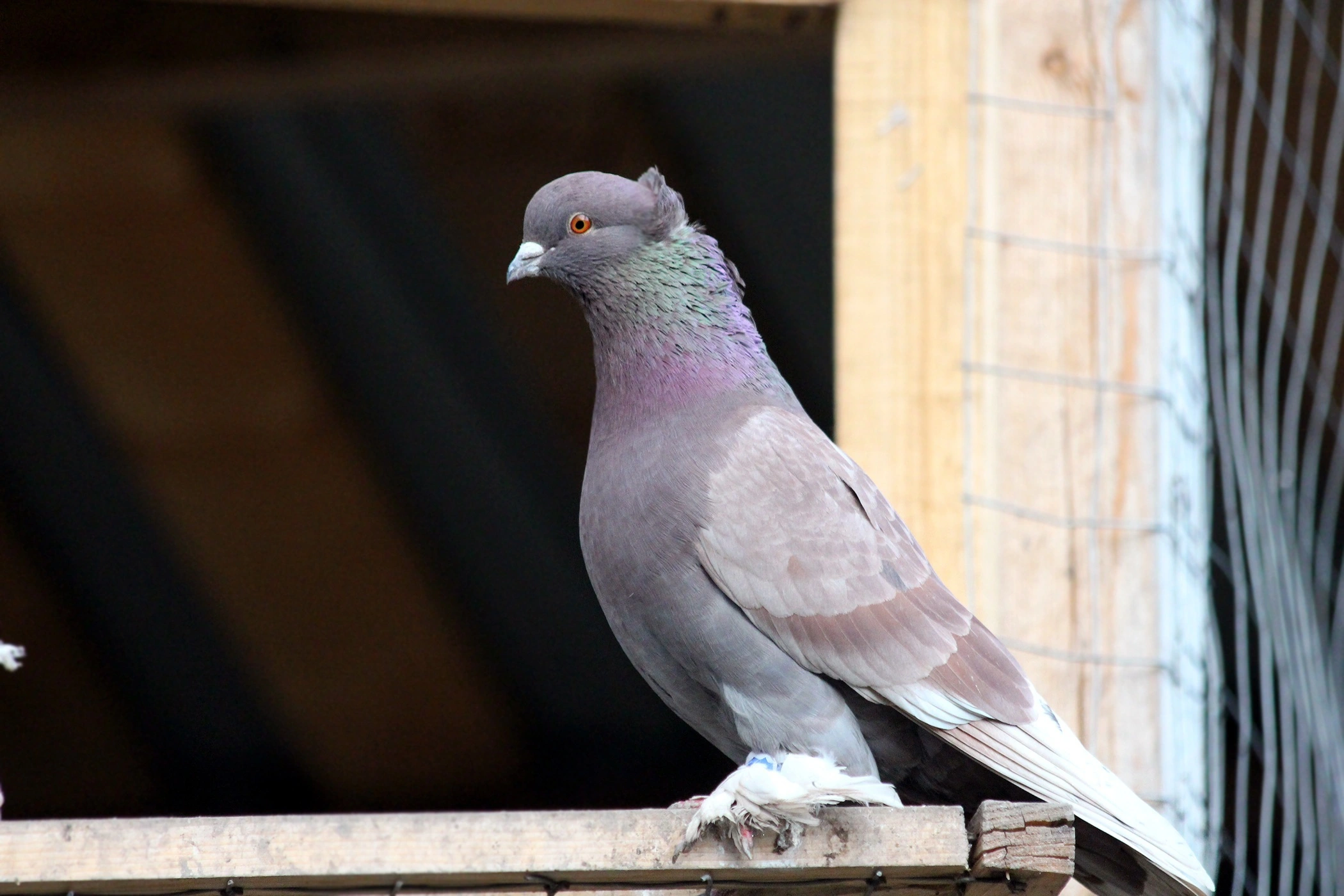 Pigeons